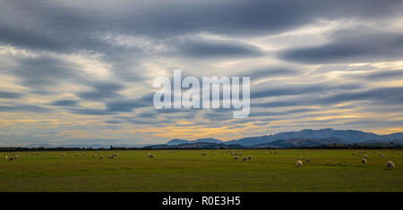 Verschiedene Wolken über einem ländlichen Landschaft Szene mit Schafe weiden Stockfoto