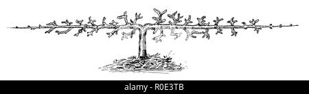 Trellis Baum, zwei bewaffnete, Cordon, 1889 Stockfoto