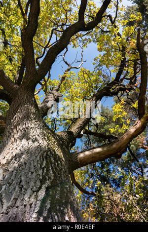 Majestätische alte Eiche Baum mit großen Baumstamm und gewaltige Niederlassungen Stockfoto