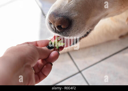 Weißer Labrador Retriever Hund essen eine Erdbeere Obst aus eigner Hand/konzeptionellen Bild des Vertrauens und der Freundschaft zwischen Hund und Mensch Stockfoto