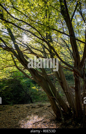 Baum im Herbst Wald mit Schatten gegen die Sonne, teilweise diagonal Äste, während der Wanderungen in Vitosha Berg in der Nähe von Sofia, Bulgarien Stockfoto