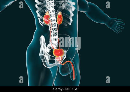 Die Menschlichen Männlichen Harnblase Und Harnröhre Stockfotografie - Alamy