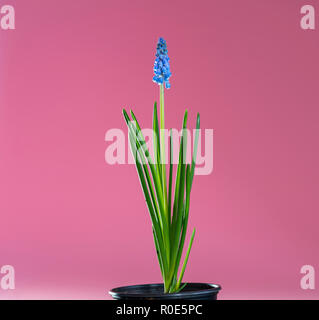 Traubenhyazinthen (Muscari sp.) Blumen. Stockfoto