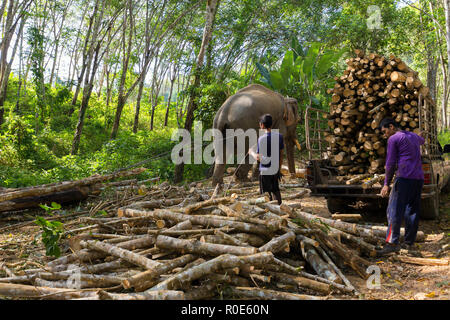 TRANG, Thailand, 12. JANUAR 2016: Elefanten ziehen einen Baum mit Ketten, helfen, die Arbeiter zu Ernten der Gummibaum Wald in Trang, Thailand Stockfoto