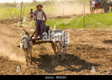 BAGAN, Myanmar, 21. JANUAR 2015: burmesische Bauern fahren ein ochsenkarren kommen zum Entladen ein Schiff von Lebensmittel und Materialien entlang des Irrawaddy Flusses ne Stockfoto