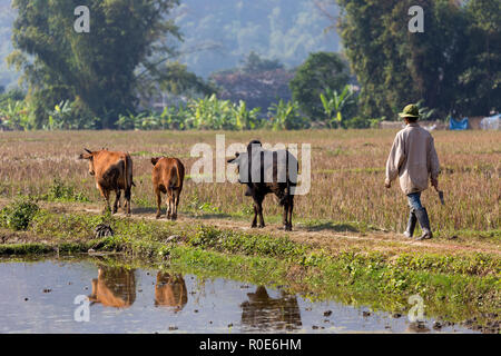 Vietnamesische Bauern und Kühe überqueren ein Reisfeld im Mai Chau Village Stockfoto