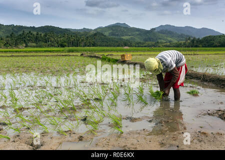 Arbeitnehmer pflanzen Reis im Feld, Philippinen Stockfoto