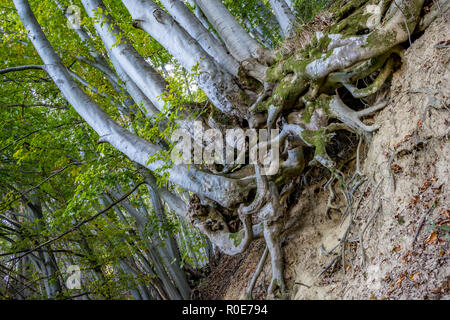 Schöne Oberfläche Root System der Buche im Herbst Wald, Vitosha Berg in der Nähe von Sofia, Bulgarien, bunte Landschaft mit niedrigen Winkel, lange Expo Stockfoto