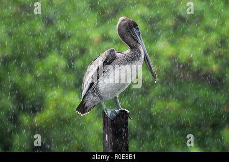 Brown pelican Suchen unbeeindruckt im schweren Regen in Mexiko Sian Ka'an Biosphärenreservat sonnigen Stockfoto