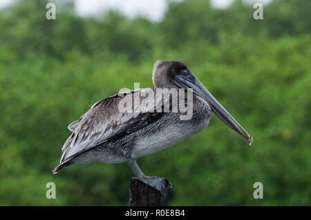 Brown pelican Suchen unbeeindruckt im schweren Regen in Mexiko Sian Ka'an Biosphärenreservat sonnigen Stockfoto