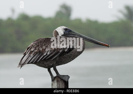 Brown pelican Suchen unbeeindruckt im schweren Regen in Mexiko Sian Ka'an Biosphärenreservat sonnigen Stockfoto