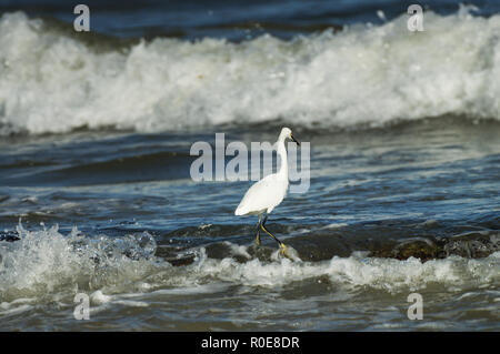 Snowy Egret Angeln im Meer an der Küste von Tulum in Mexiko Stockfoto