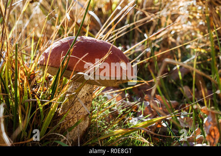 Schöne Muster Birke bolete (Leccinum scabrum) im Chailey gemeinsame Nature Reserve, West Sussex Stockfoto