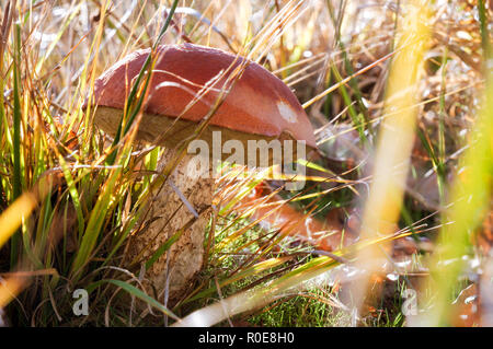 Schöne Muster Birke bolete (Leccinum scabrum) im Chailey gemeinsame Nature Reserve, West Sussex Stockfoto