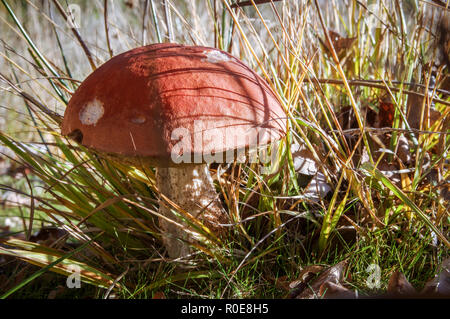 Schöne Muster Birke bolete (Leccinum scabrum) im Chailey gemeinsame Nature Reserve, West Sussex Stockfoto