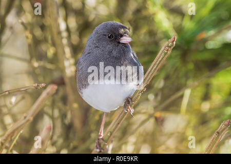 Vielleicht ein dark-eyed Slage-c0 lored Junco Vogel auf Zweig Stockfoto