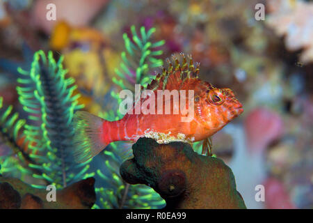 Threadfin fischfreundschaften oder Gefleckt Fischfreundschaften Cirrhitichthys aprinus (), Raja Ampat, Irian Jaya, Indonesien Stockfoto