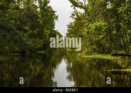 Das fragile Ökosystem eines Louisiana Swamp, Bayou L'Ours nahe Thibodaux, Louisiana. Stockfoto