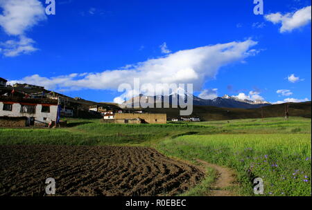 Ein Moment der Ruhe im Schoß des Chau Chau Kang Nilda in Langza, Spiti Valley, Indien. Stockfoto