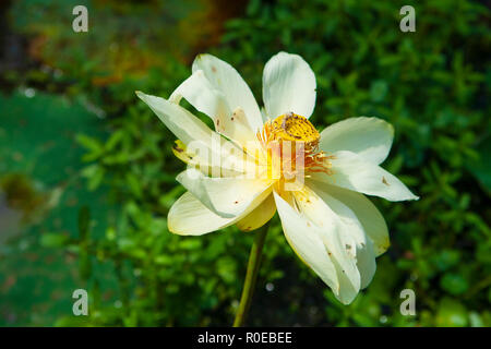 Das fragile Ökosystem eines Louisiana Swamp, Bayou L'Ours nahe Thibodaux, Louisiana. Stockfoto