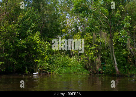 Das fragile Ökosystem eines Louisiana Swamp, Bayou L'Ours nahe Thibodaux, Louisiana. Stockfoto