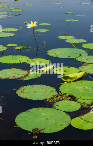 Das fragile Ökosystem eines Louisiana Swamp, Bayou L'Ours nahe Thibodaux, Louisiana. Stockfoto