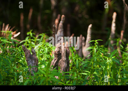 Das fragile Ökosystem eines Louisiana Swamp, Bayou L'Ours nahe Thibodaux, Louisiana. Stockfoto