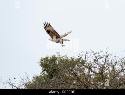 Langbeinige Mäusebussard (Buteo rufinus) Halbinsel Akamas Zypern. Stockfoto