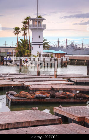 Restion Seelöwen am Pier 39 in San Francisco Kalifornien Stockfoto