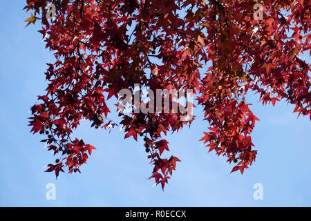 Ventilator Ahorn (Acer palmatum), rote Blätter im Herbst auf einem Baum, Deutschland Stockfoto