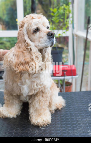 American Cocker Spaniel posiert an der Pflege Tabelle. Horizontal. Stockfoto