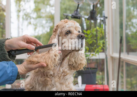 Kämmen die langen Ohren des American Cocker Spaniel im dog Salon. Horizontal. Stockfoto