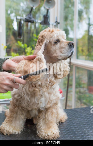 Kämmen die langen Ohren des American Cocker Spaniel im dog Salon. Vertikal. Stockfoto