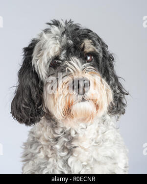 Schwarze und weiße Cockapoo dog portrait Stockfoto