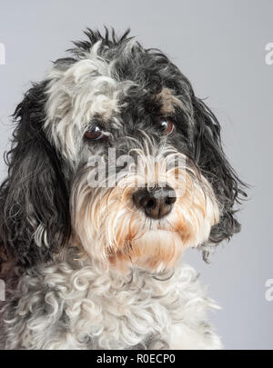 Schwarze und weiße Cockapoo dog portrait Stockfoto