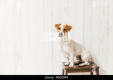 Kleine Jack Russell Terrier Hund auf Stuhl hat smart Blick auf Kamera, Mitteilungen etwas Interessantes in die Ferne, wirft gegen weiße Wand mit leeren Cop Stockfoto