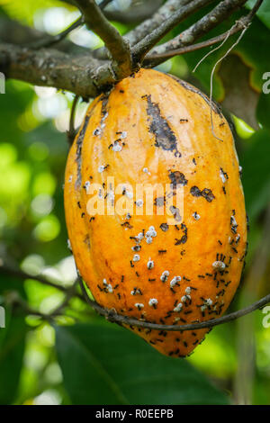 Ein Kakaobaum in Indonesien - Bali. Stockfoto