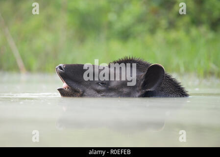 Ein Lowland Tapir (Tapirus terrestris in der Badewanne in Nord Pantanal, Brasilien) Stockfoto