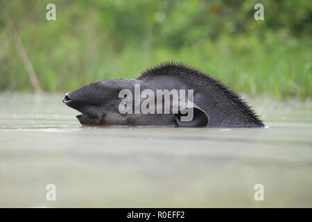 Ein Lowland Tapir (Tapirus terrestris in der Badewanne in Nord Pantanal, Brasilien) Stockfoto