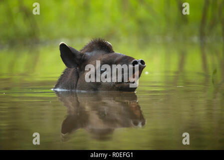 Ein Lowland Tapir (Tapirus terrestris in der Badewanne in Nord Pantanal, Brasilien) Stockfoto