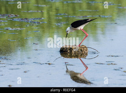 Ein Schwarz geflügelte Stelzenläufer (Himantopus himantopus) tendenziell sein Nest. Xiangshan Feuchtgebiet, Hsinchu, Taiwan. Stockfoto