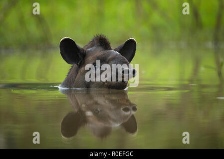 Ein Lowland Tapir (Tapirus terrestris in der Badewanne in Nord Pantanal, Brasilien) Stockfoto