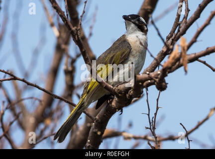 Ein Licht - vented Bulbul (Pycnonotus sinensis) auf einem Ast sitzend. Dasyueshan, Taiwan. Stockfoto