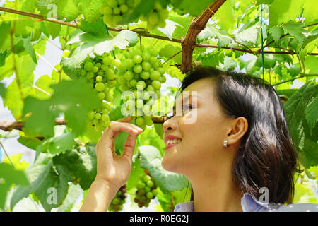 Junge schöne asiatische Frau green grape Früchte Bauernhof ein Ort für Touristen, Traubenmost, Plantation, Weingut in Sabah Malaysia Borneo. Stockfoto