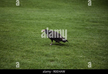 Geschützt Adler, Detail gefährlicher Vogel Stockfoto