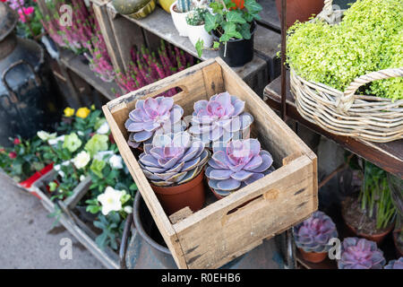 Nahaufnahme von Sukkulenten Pflanzen zum Verkauf außerhalb eines Blumengeschäft in Bath, Großbritannien Stockfoto