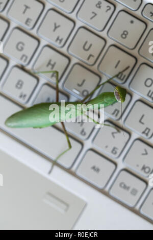 Grün Insekt das Drücken von Tasten auf einem Laptop Tastatur, Mantis Als computer Bug oder Hacker Metapher. Ansicht von oben Stockfoto