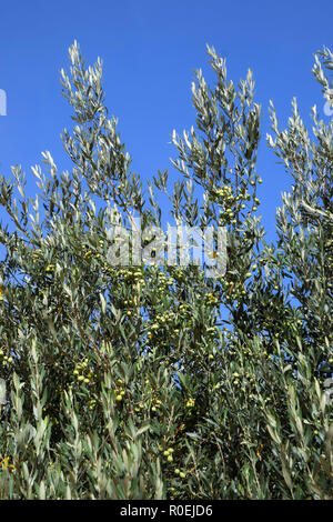 Oliven Früchte auf Zweige, unreife Oliven auf den Baum gegen den azurblauen Himmel Hintergrund Stockfoto