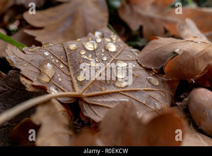 Wassertropfen auf ein Verlassen der Sonne im Herbst an einem sonnigen Tag Stockfoto