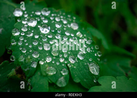 Wassertropfen auf ein Verlassen der Sonne im Herbst an einem sonnigen Tag Stockfoto